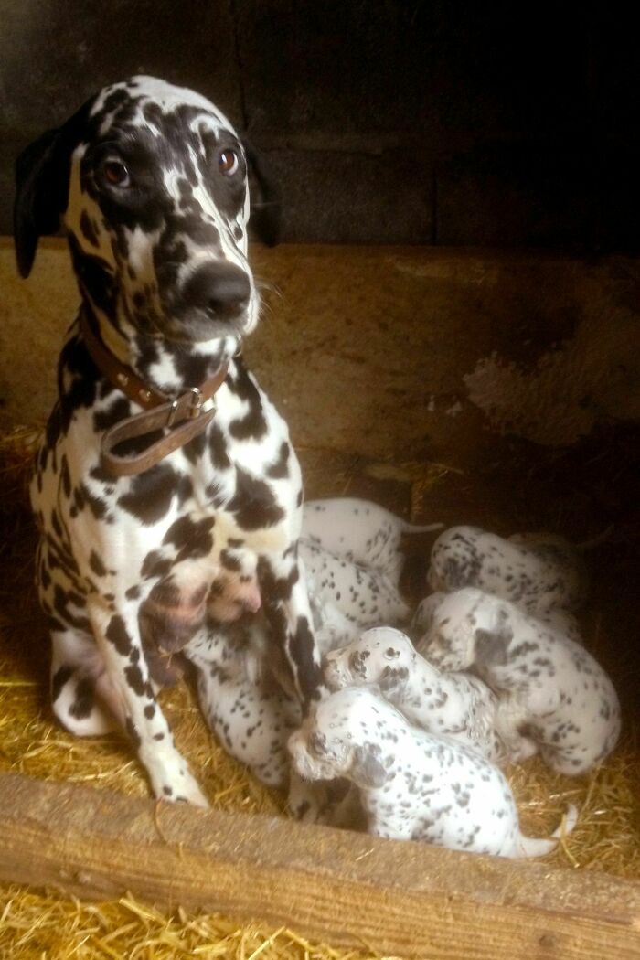 Lady, The Proud Mother Of 1o Puppies