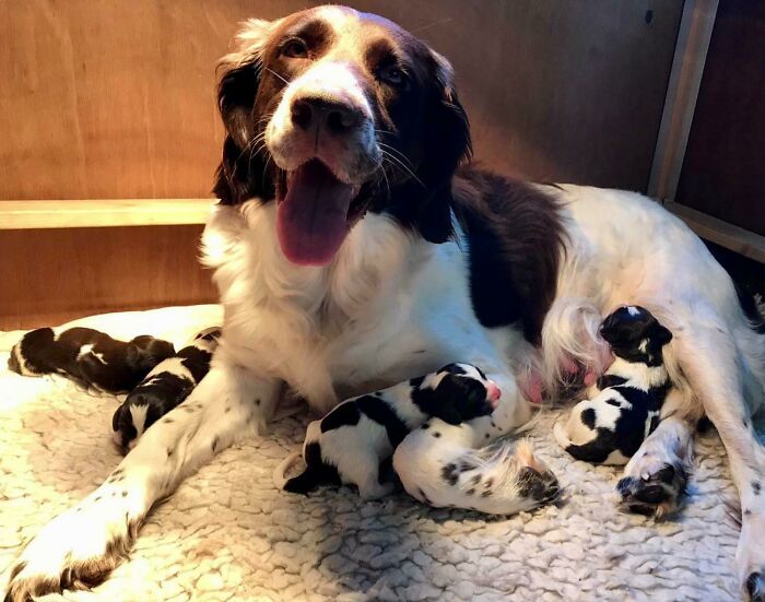 Proud Mother And Her Four Puppies (One Day Old)