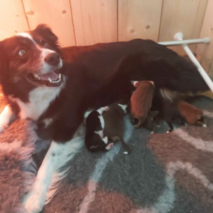 Proud Mother Of Six