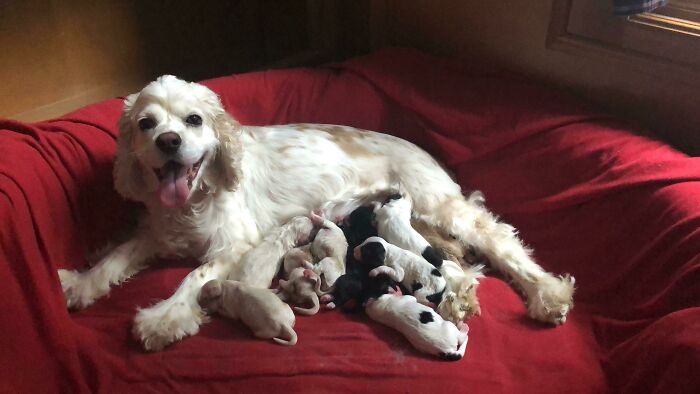 Proud Mother Of 11 Puppies