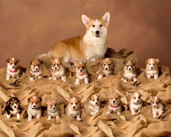 Orgullosa madre Corgi con su camada de 15 cachorritos