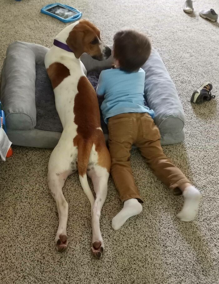 We Had No Plans To Adopt Our Current Foster Dog But Then This Happened
