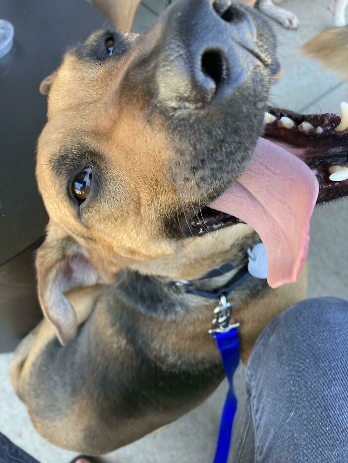 My Foster Dog Just Got Adopted! I Think He’s Excited 