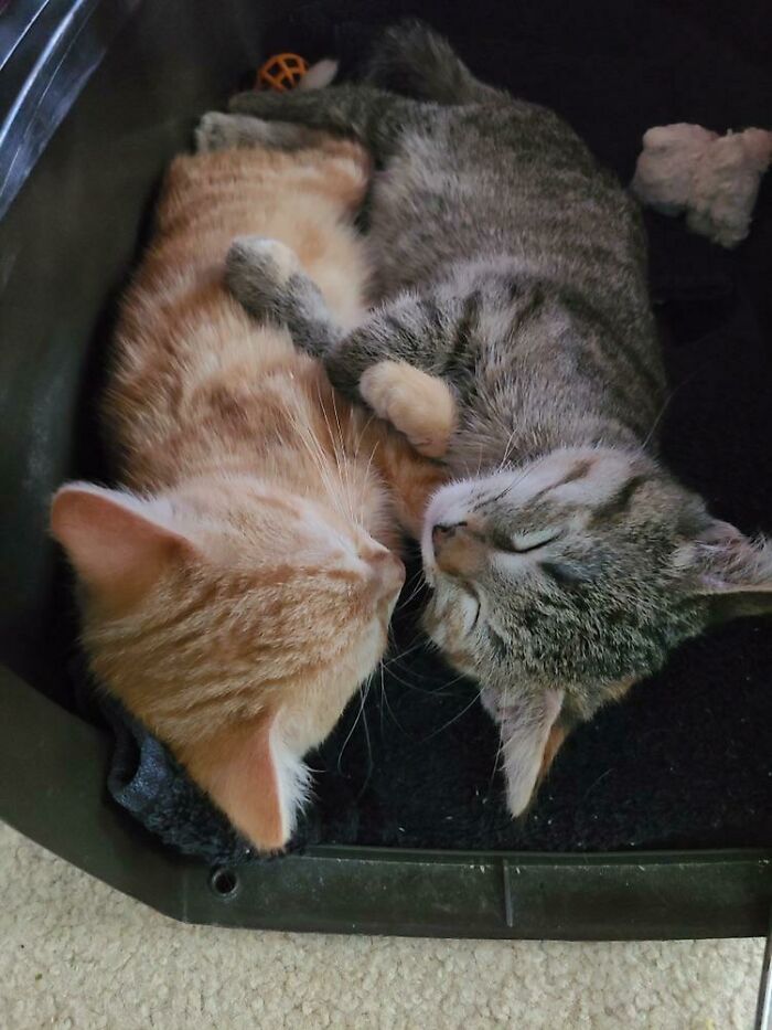 We Did A Thing Today - Adopted Two Sister Foster Kittens