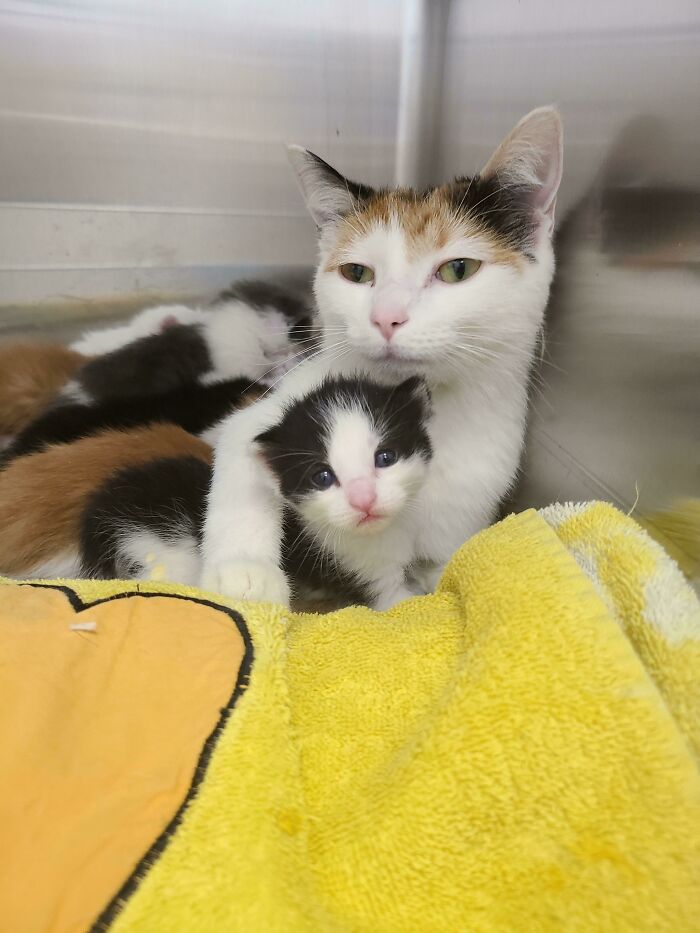 Started Volunteering At The Animal Shelter 2 Weeks Ago. Brought Home My First Foster Family Today. Momma And 6 3 Week Old Babies