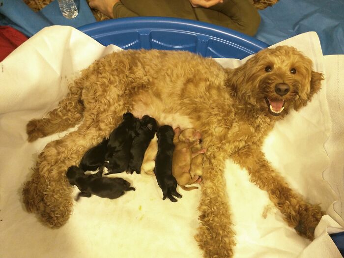 Nuestra perra acaba de tener nueve bebés y está extasiada