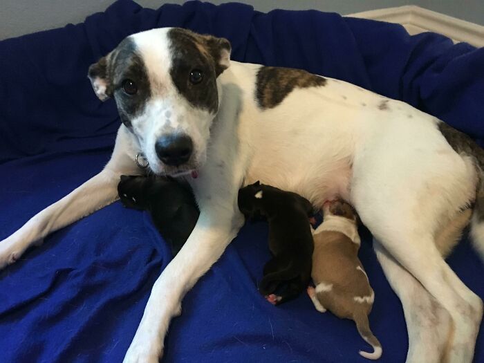 Adopted A Dog. 2 Weeks Later She Had 3 Surprise Puppies