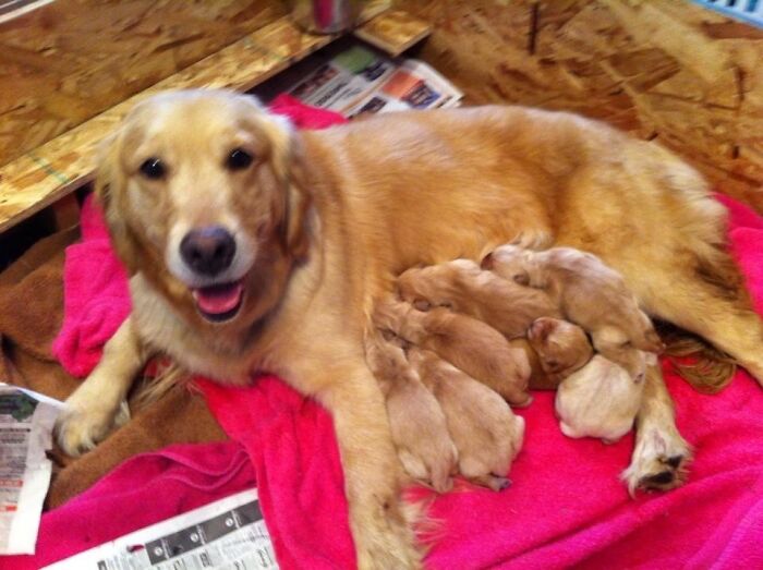 She Just Had Her First Litter Of Puppies And Is One Happy Momma