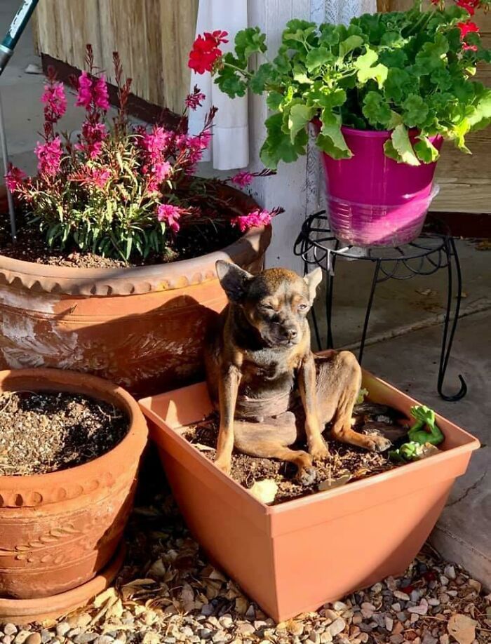 This Is Where My Mom’s Dog Likes To Sit When She’s In The Yard Gardening