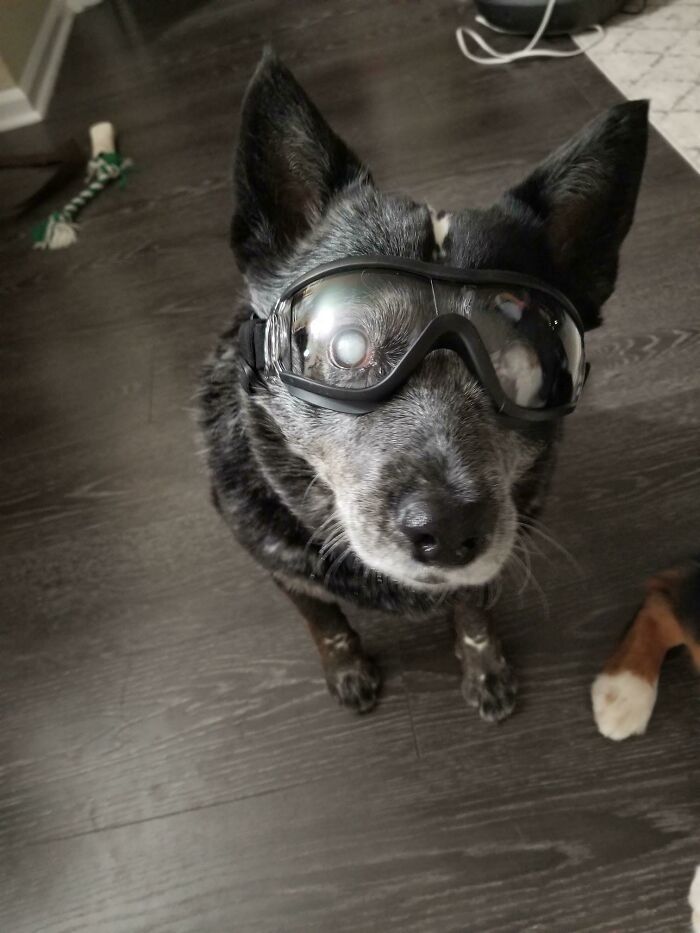 Mi perro de 11 años es ciego pero le encanta ir de excursión, así que le compré unas gafas para proteger sus ojos de los palos