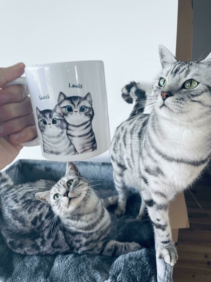 Girlfriend Gifted Me A Coffee Mug With Our Two Cats On