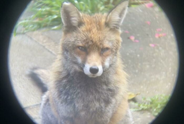 I Photographed The Fox That Visits Our Garden Often, Putting My Phone Against Binoculars.