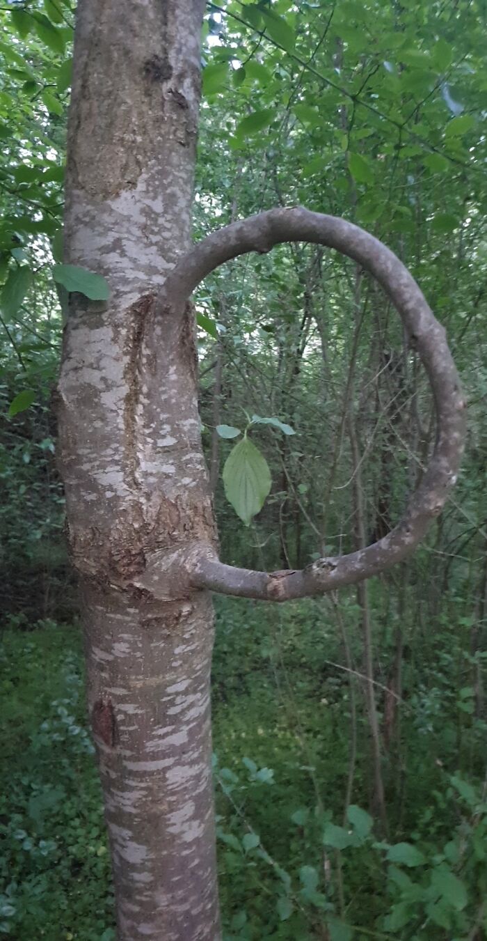 This Tree I Found Grows Into Itself