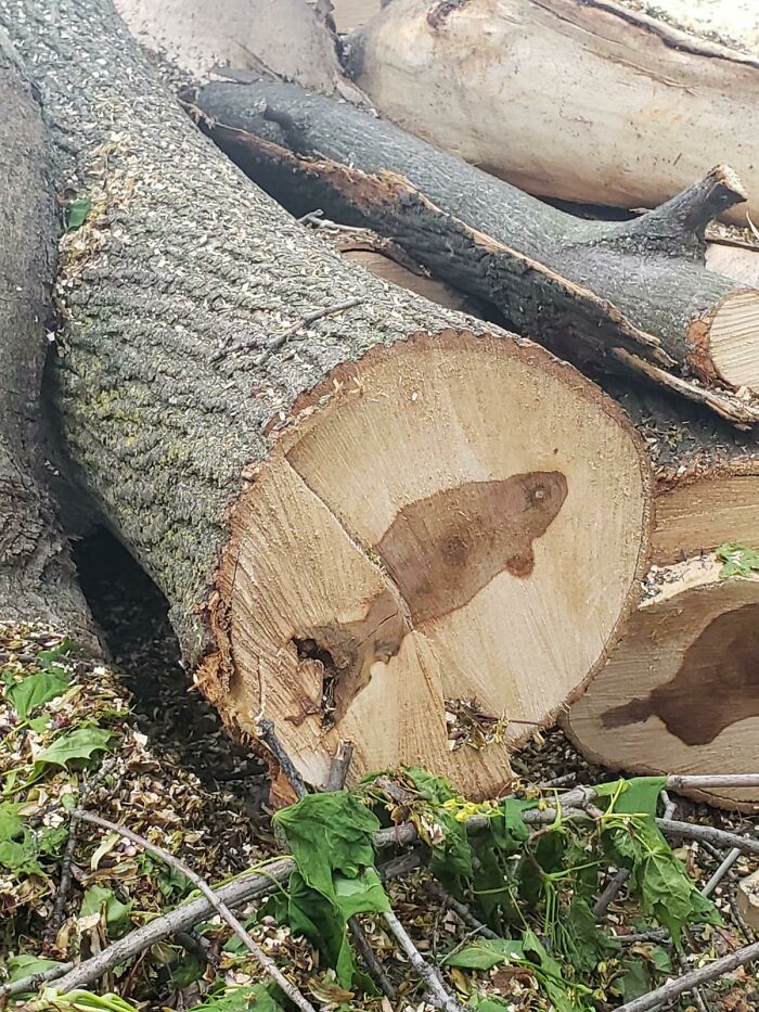 The Inside Of This Tree Looks Like A Fish