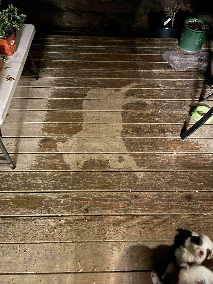 My Dog Fell Asleep In The Rain And The “Shadow” Looks Like A Cartoon Dog