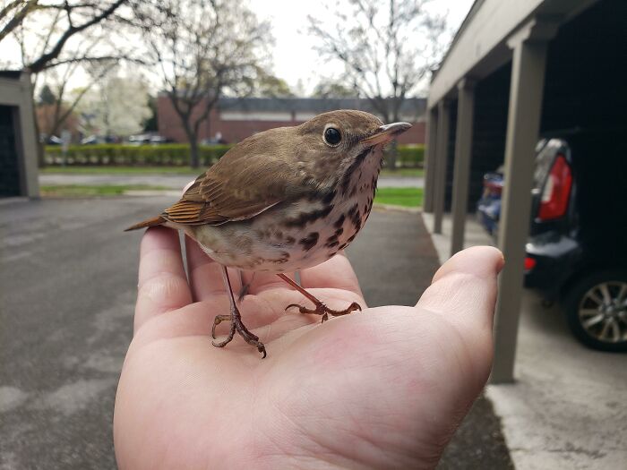 I Made A Bird Friend Yesterday