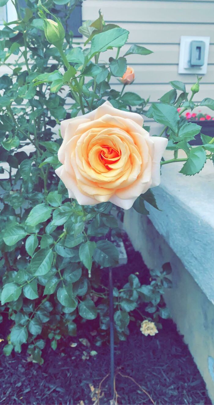 My Rose Bush Has A Really Good Looking Rose That Bloomed