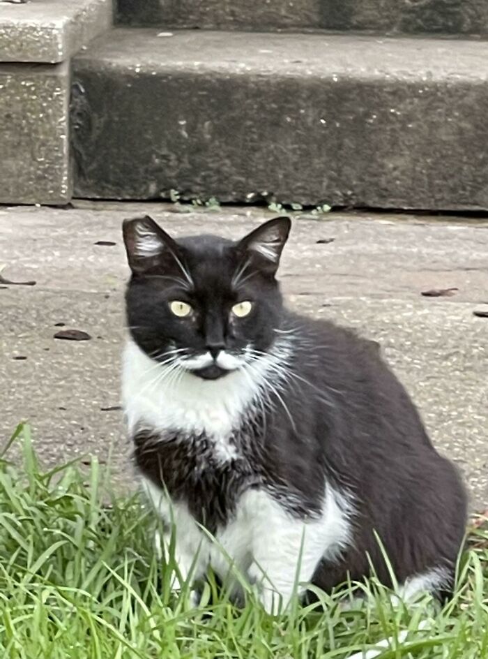 This Stray Cat In Our Neighborhood Has A Perfect White Mustache