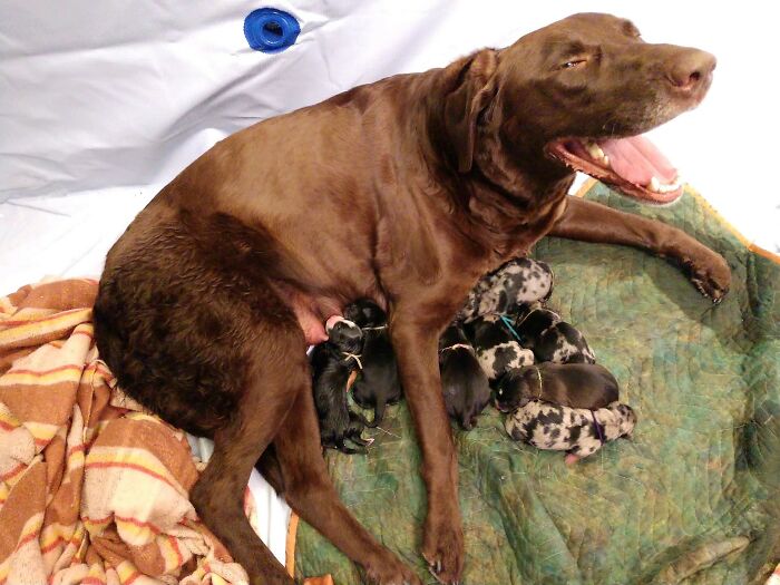 World's Happiest Pupper And Her 10 New Babies