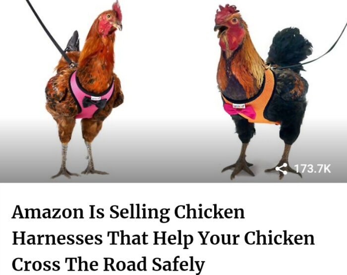 A Leash For Your Chicken