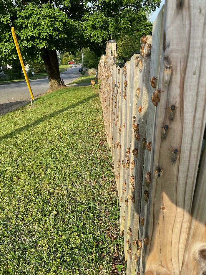 Billions Of Cicadas Emerge After 17 Years In The Ground And Create Chaos In Parts Of The US (30 Pics)