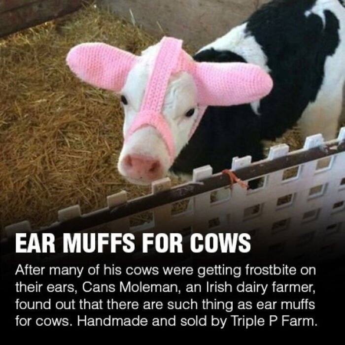 Cow Ear Muffs