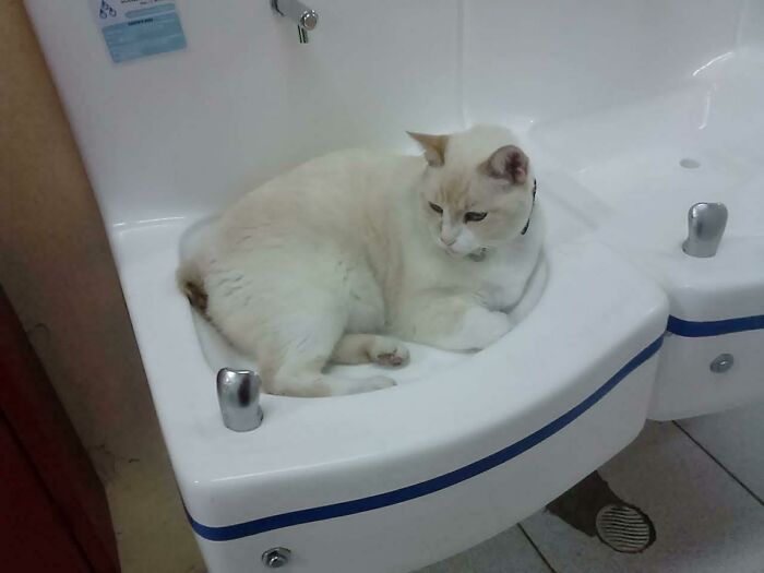 The School's Cat Stays In The Water Fountain Until Someone Opens The Faucet For Him To Drink Some, He's Pretty Spoiled But We Love Him