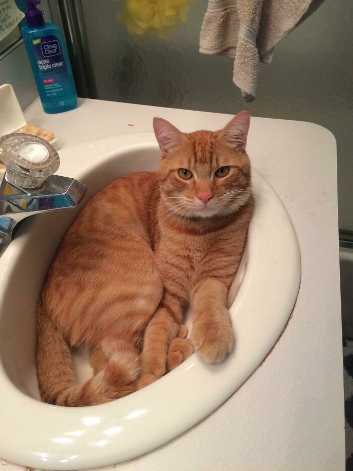 Yoshi Is Spoiled And Will Only Drink Water From The Faucet And If You’re Not Near By He Will Wait For You In The Sink