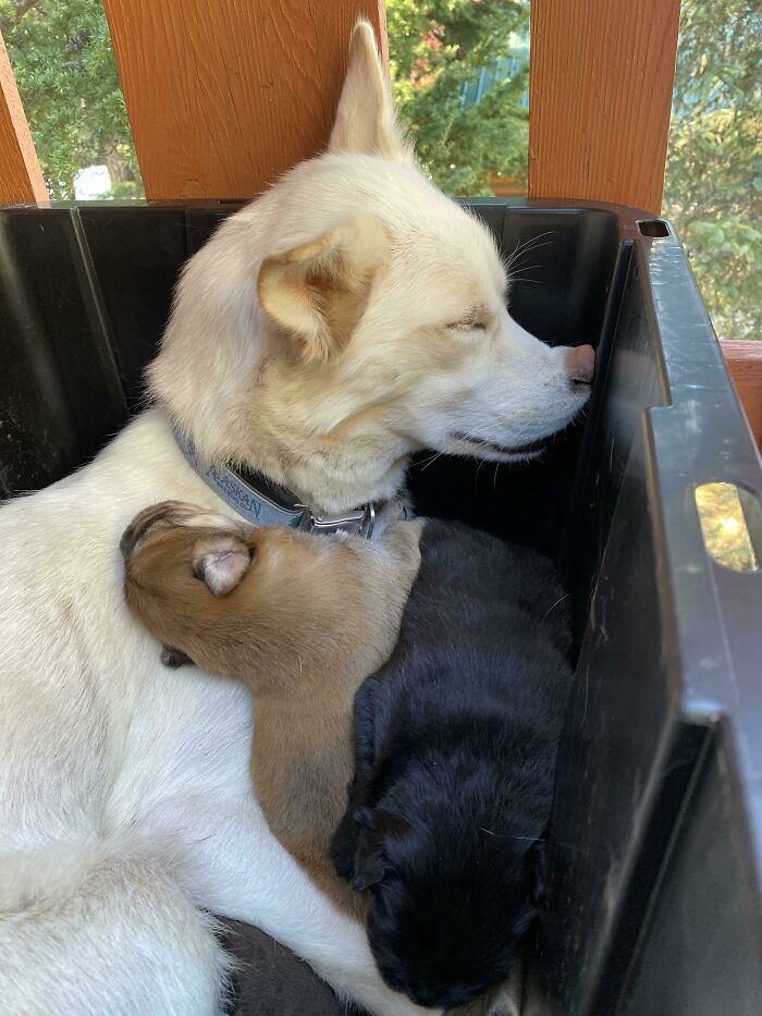 There, On The Back Porch In A Bin, Was A Mother And Her Puppies, Making A Din. She Was Very Tired From Wrangling Tiny Pooches, So Now She Waits Patiently For Her Good Mama Smooches