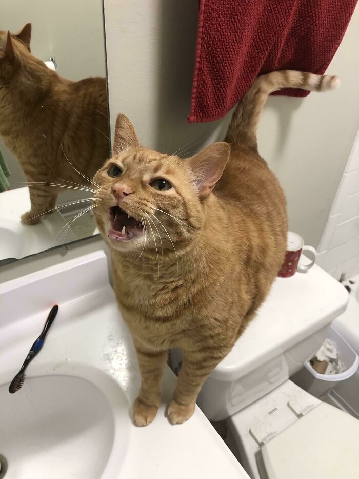 He Demanded We Go To Bed As I Was Brushing My Teeth Last Night