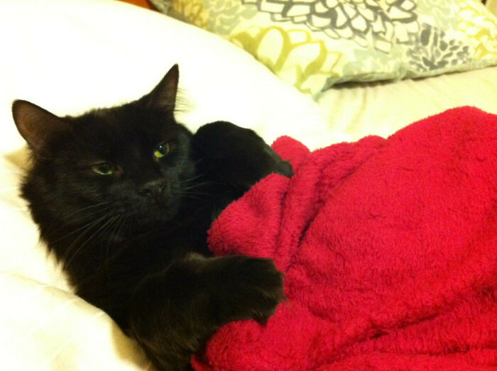 My Kitten Sansa Demands To Be Tucked In At Night