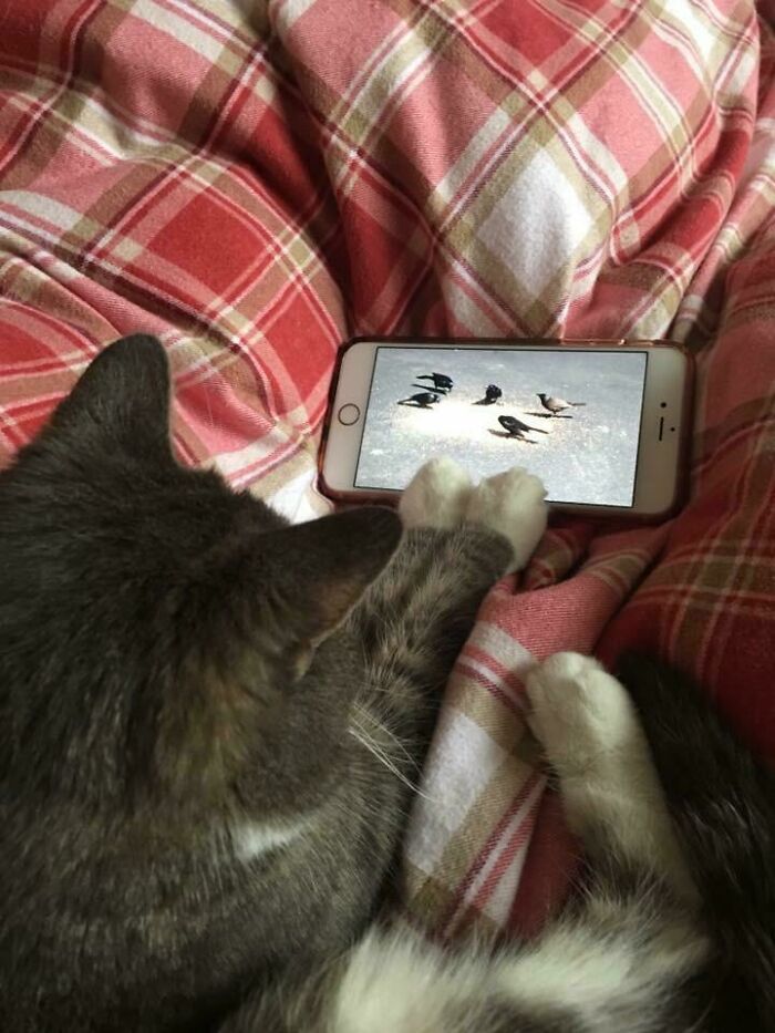 My Mum's Cat Dislocated Her Hip And We Used Videos Of Birds To Keep Her Occupied. Now Healed, She Demands The Same Videos Every Morning