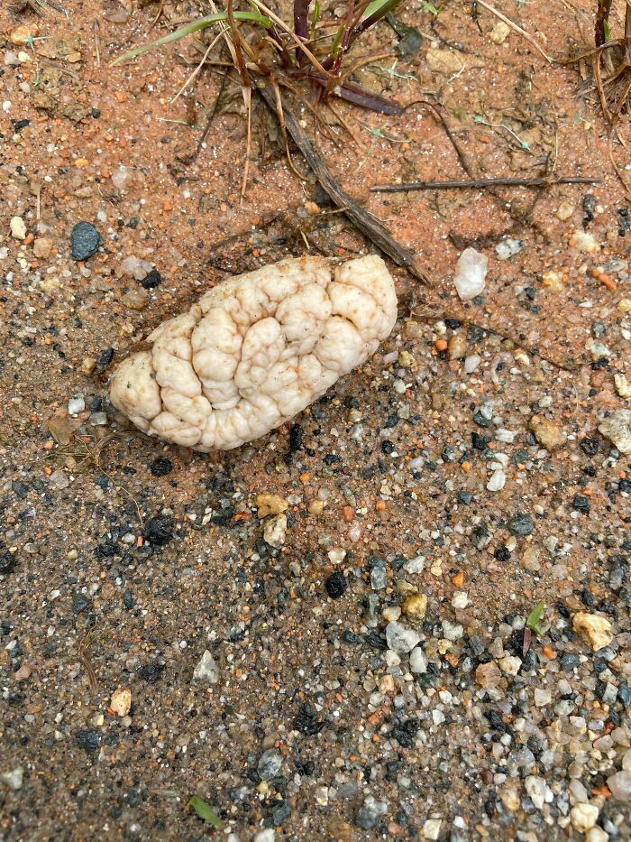 Encontré esto al lado de la carretera en mi barrio. Pensé que era un cerebro, luego lo diseccioné y ahora no tengo idea. ¿Muchos lóbulos pequeños, borroso por dentro, gomoso?