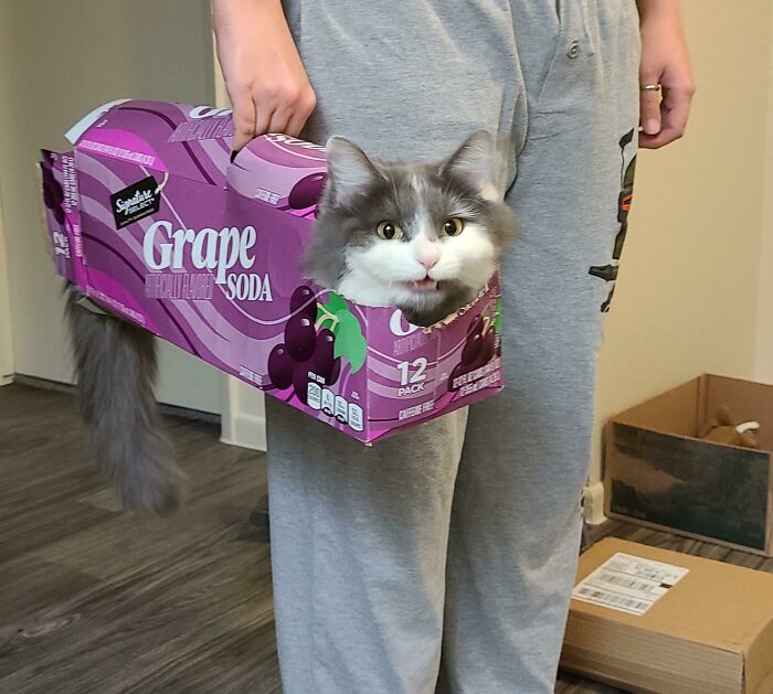 Bean Likes To Be Carried Around In Empty Soda Cases