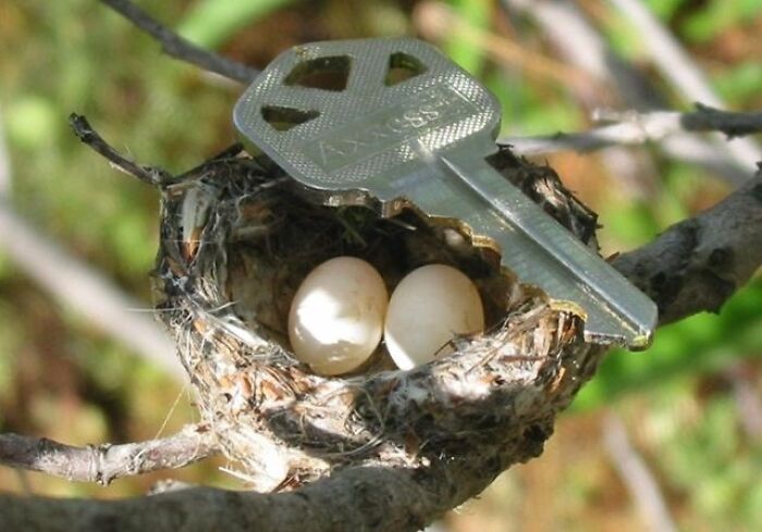 Hummingbird Eggs And Nest. Key For Scale