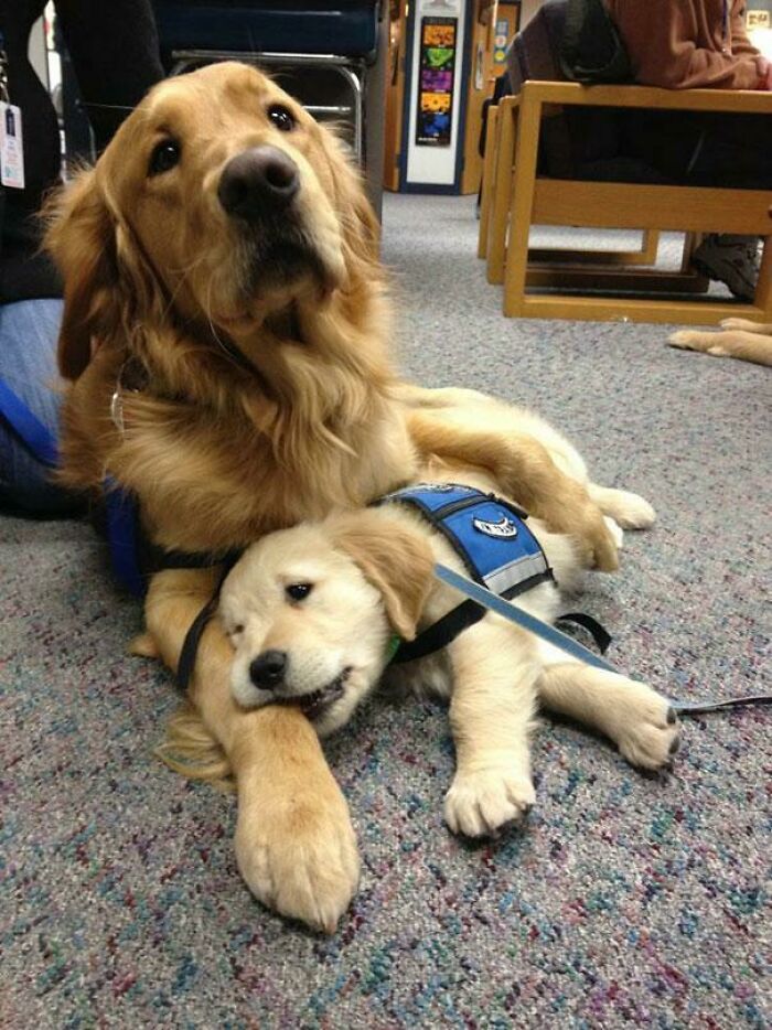 This Mama Dog Comforting Her Puppy On It's First Day As A Police Dog