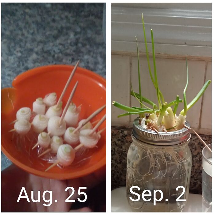 You Can Regrow Scallions! Just Leave An Inch Of The White Part And Use A Toothpick To Keep It Upright While You Rest It In Water. It's A Super Fast Grower And It Only Needs Water! Keep An Eye On It And Refill Water When You See The Level Go Down. They're A Thirsty Bunch! Good Luck And Enjoy Regrowin