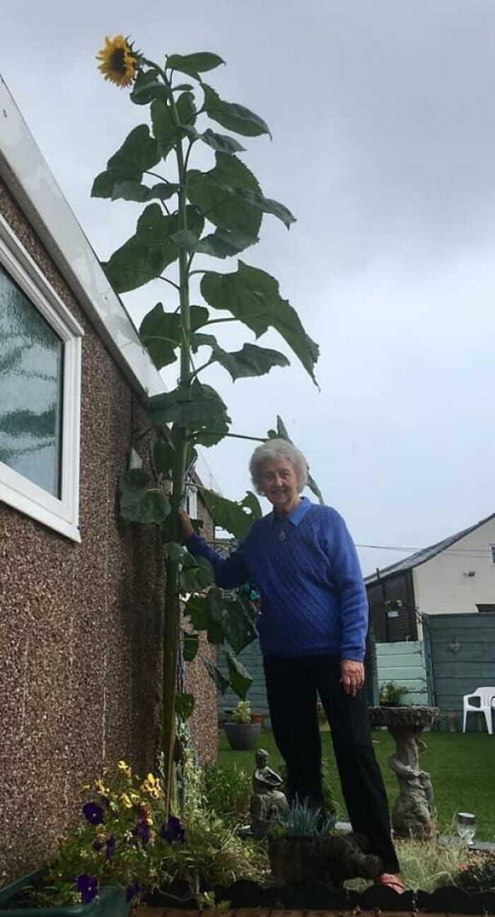 My Grandma Wanted Me To Show The World The Giant Sunflower She Grew Last Summer