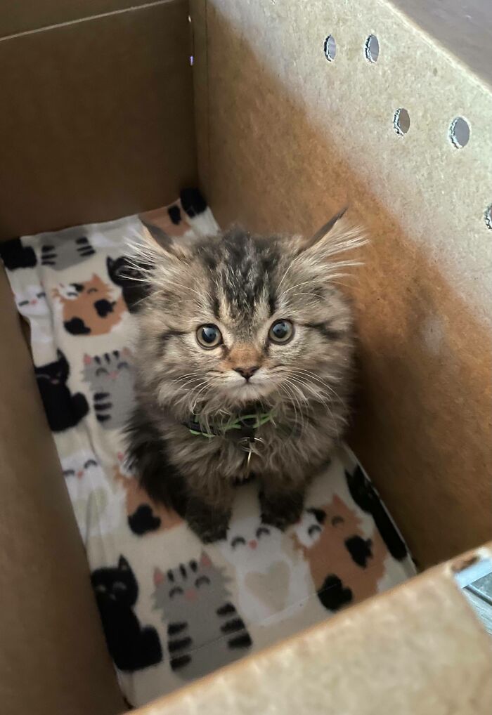 My Neighbor Just Adopted This Little Thing And I Just Can’t