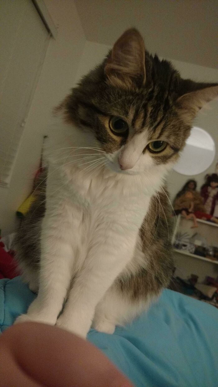 Guess Who Woke Me Up At 4am So She Could Stand On Me And Yell At A Ceiling Moth