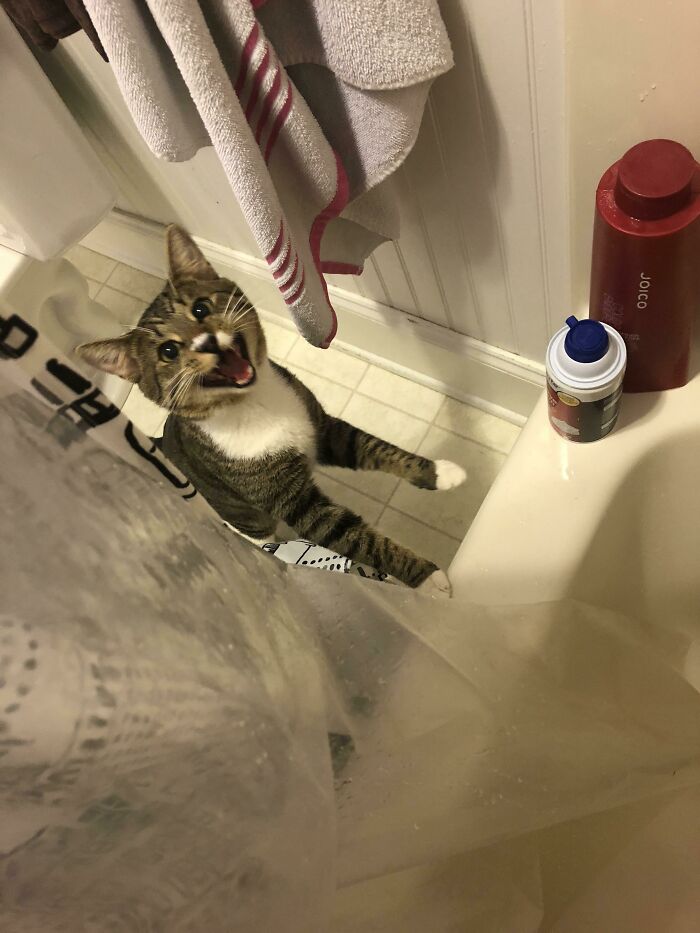 My Cat Hates Water So Much He Yells At Me When I Shower