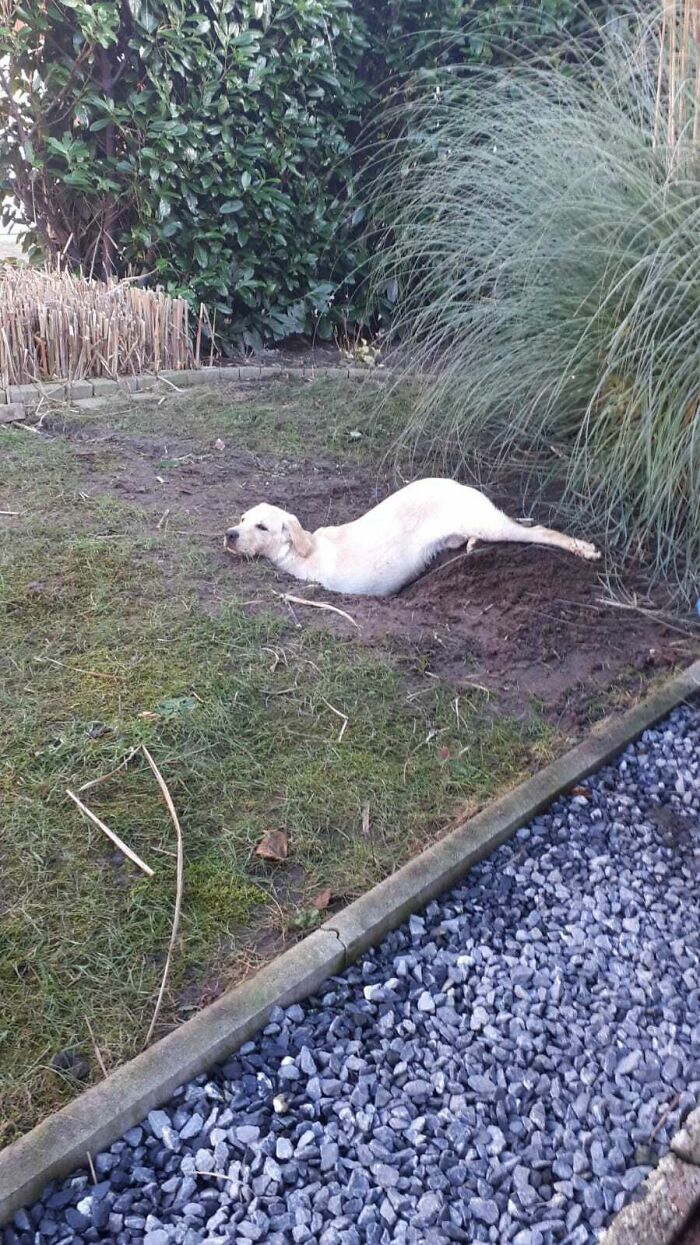 Dug A Hole Just To Lay In It, I Love Her