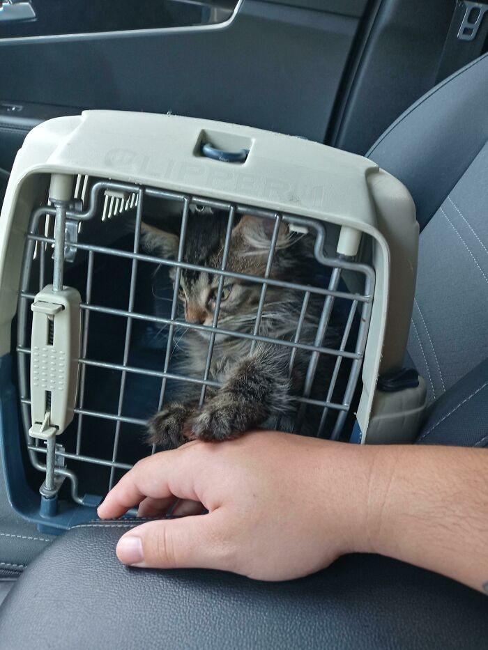 On The Way To The Vet She Will Scream At Me Until I Hold Her Paw And I Have To Keep Holding It All The Way There