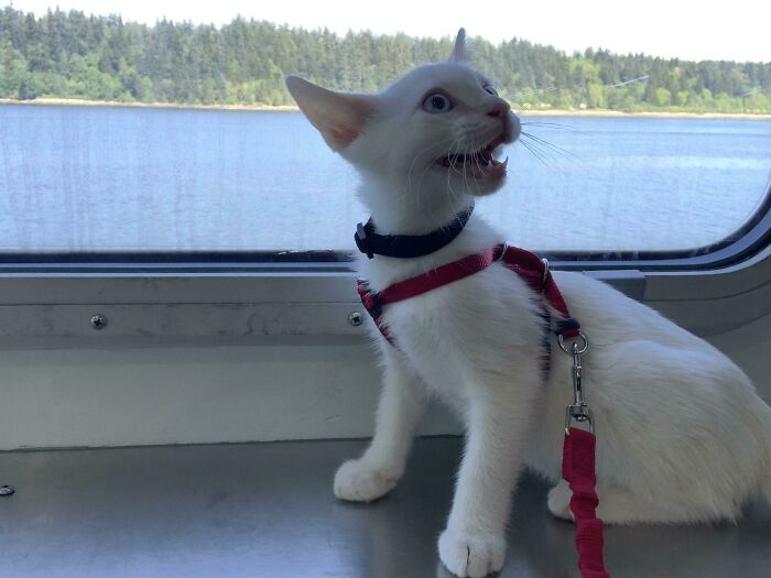 Hans’ First Time On The Ferry. He Screamed At Every Single Person He Saw So He Could Get All The Good Pets