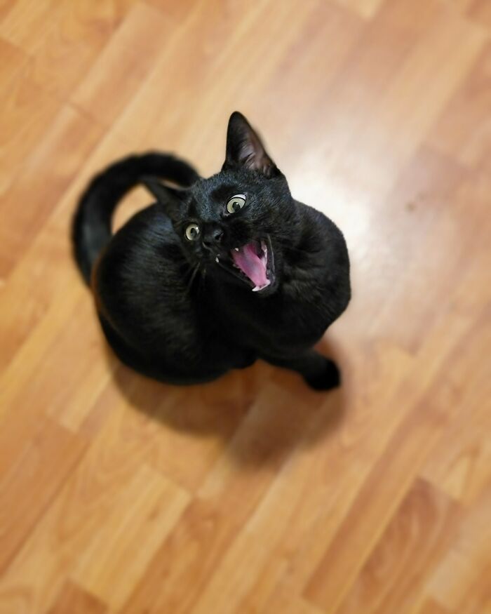 Anyone Else's Cats Scream In The Morning When It's Time For Breakfast?