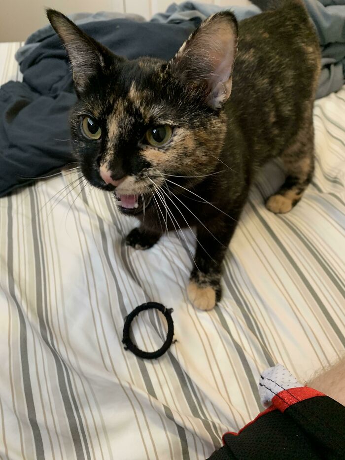 Tippy Demands I Play Fetch With The Hair Tie