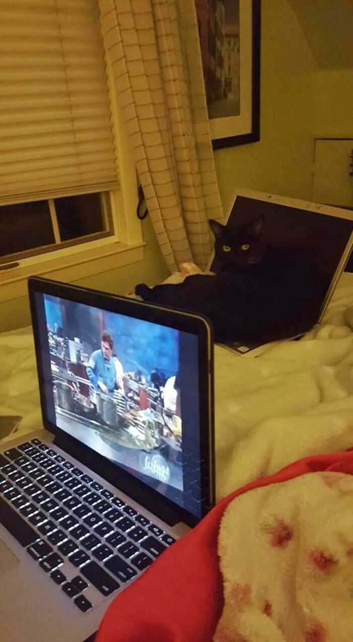 When You Have To Give Your Cat A Decoy Laptop