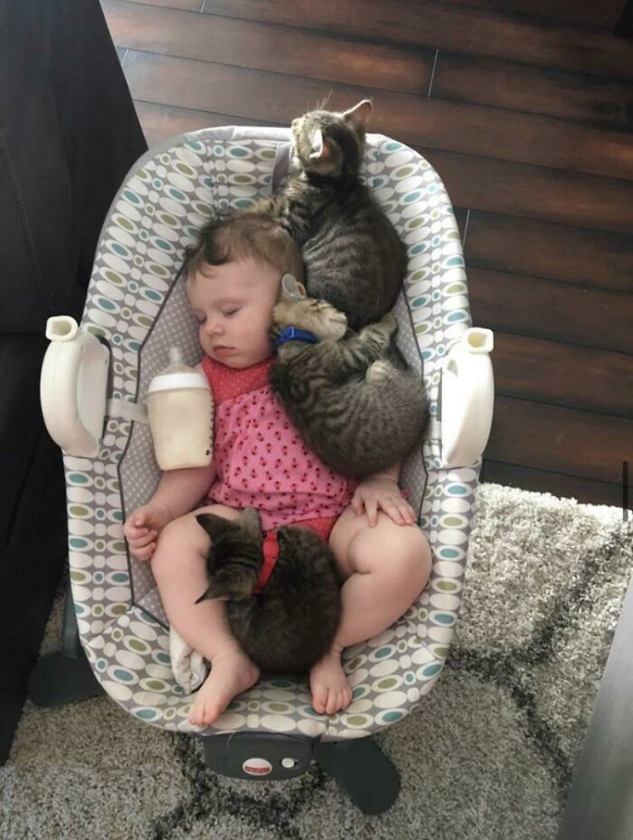 The Kittens Found The Baby Again