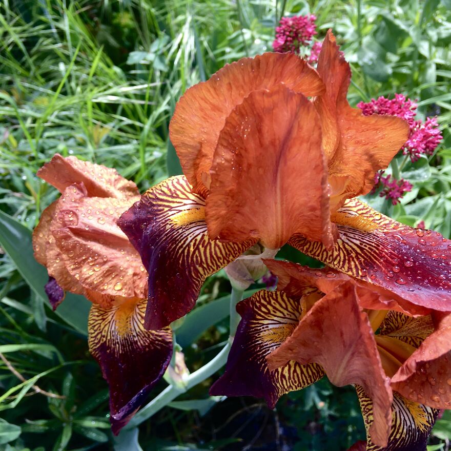 Portland Irises