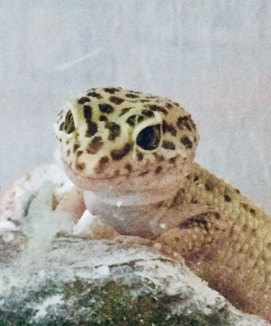 My Leopard Gecko, Sandy. It’s Calcium Powder That She Got Everywhere, I Took This Pic Before Cleaning It Up